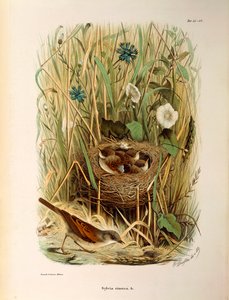 Illustration de "Histoire naturelle des oiseaux qui nichent en Lombardie" d