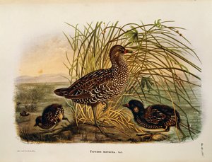 Illustration de "Histoire naturelle des oiseaux qui nichent en Lombardie" d