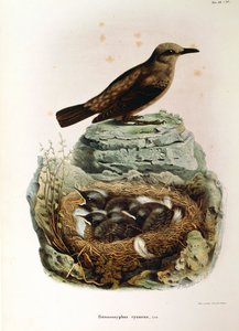 Illustration de "Histoire naturelle des oiseaux qui nichent en Lombardie" d