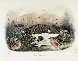 Illustration de "Histoire naturelle des oiseaux qui nichent en Lombardie" d