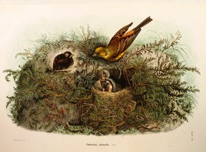 Illustration de "Histoire naturelle des oiseaux qui nichent en Lombardie" d