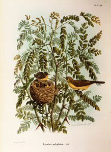 Illustration de "Histoire naturelle des oiseaux qui nichent en Lombardie" d
