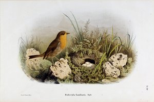 Représentation du rouge-gorge (Rubecula familiaris) (Chromolithographie)