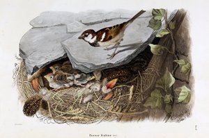 Représentation du moineau cisalpin (Passer domesticus italiae ou moineau italien) - Eugenio and Dressler Oscar  Bettoni