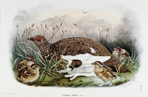 Représentation de la perdrix (Perdrix ou Lagopus mutus) (Chromolithographie) - Eugenio and Dressler Oscar  Bettoni