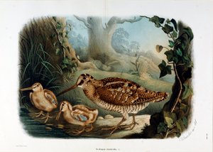 Représentation de la bécasse des bois (Scolopax rusticola) (Chromolithographie) - Eugenio and Dressler Oscar  Bettoni