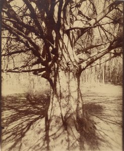 Arbre (Garche) Hêtre - Eugène Atget