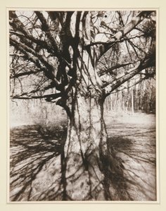 Hêtre - Eugène Atget