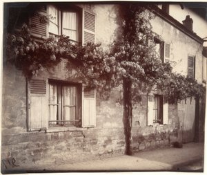 Glycine, Châtillon