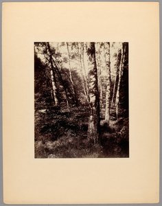 Parc de Saint-Cloud - Eugène Atget