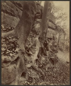 Parc de Saint-Cloud - Eugène Atget