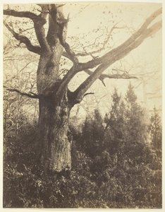 Sans titre [arbre], vers 1860 - Eugène Cuvelier