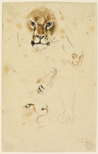 Têtes et pattes de lions