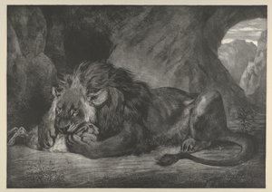 Lion des montagnes de l