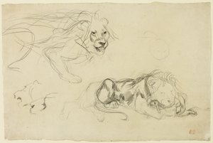 Études de lions