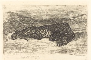 Tigre couché dans le désert
