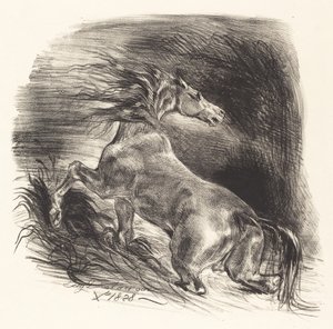 Cheval sauvage sortant de l