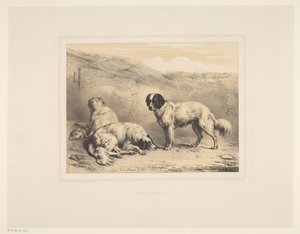 Trois chiens (Études d