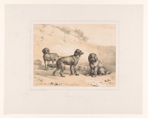 Trois chiens