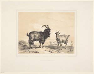Deux chèvres