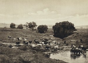 Australie, bétail, Queensland