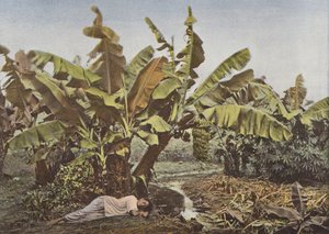 Bananier et manioc - European Photographer