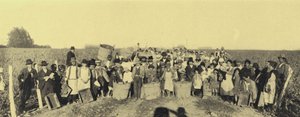 Vendange dans les vignobles de Vina Lontue, Santiago, Chili - European Photographer