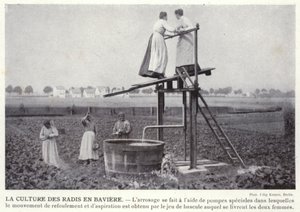 La culture des radis en Bavière - European Photographer