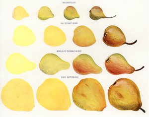 Peinture de fruits en massepain (photo) - European Photographer