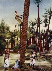 Palmeraies d