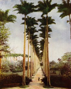 Rio de Janeiro, la célèbre avenue des palmiers - European Photographer