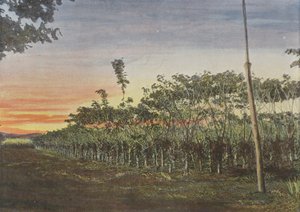 Vanillerie Sous Les Acacias - European Photographer