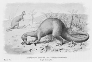 Un dinosaure carnivore, Megalosaurus Bucklandi - European School