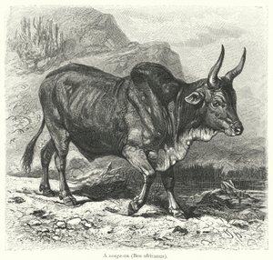 Un sanga-ox, Bos africanus - European School