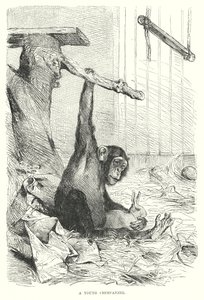 Un jeune chimpanzé (gravure) - European School