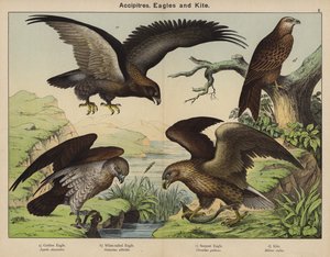 Accipitres, Aigles et Milan - European School