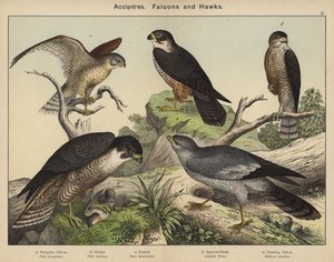 Accipitridés, faucons et éperviers - European School