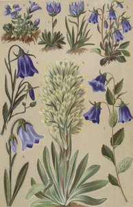 Flore alpine