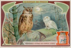 Un grand-duc et une chouette blanche