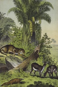 Animaux et plantes de l