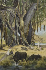 Animaux et plantes de l