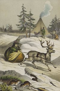 Animaux et plantes de Laponie - European School