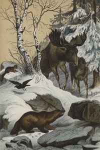 Animaux et plantes de Laponie - European School