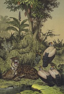 Animaux et plantes de la Nouvelle-Grenade, Amérique du Sud - European School