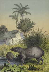 Animaux et plantes des îles d