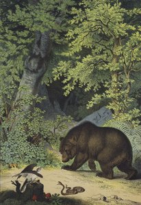 Animaux et plantes des bois feuillus d