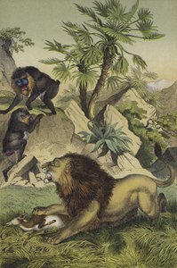 Animaux et plantes des forêts montagneuses de la côte ouest-africaine (lithographie en couleur) - European School