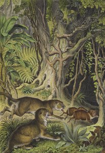 Animaux de la Guyane (lithographie en couleur)