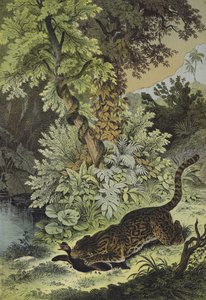 Animaux de la Guyane - European School