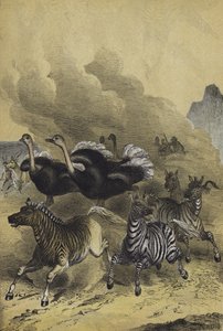 Animaux de l